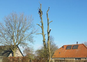 Snoeien van een Es op Fortmond