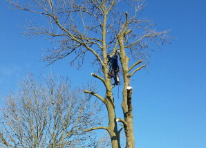 Snoeien van een Es op Fortmond